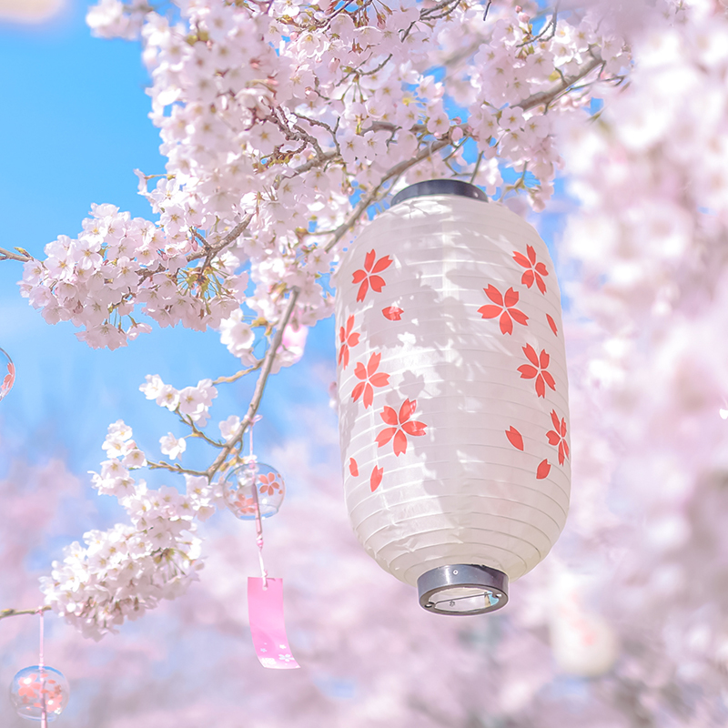Japanese Maneki Neko Hanging L - Restaurant Lighting Decoration review and price